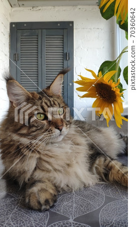 Close-up fluffy Maine Coon cat sitting on windowsill next to vase of sunflowers on kitchen table 70360642