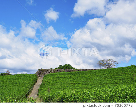 Autumn in Imamiya, Fuji City, Shizuoka Prefecture, famous for Mt. Fuji and tea plantations Autumn in Imamiya, Fuji City, Shizuoka Prefecture, famous for Mt. Fuji and tea plantations 70360772