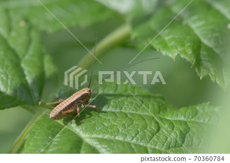 Medium shot of a dark bush cricket on a raspberry plant leaf 70360784