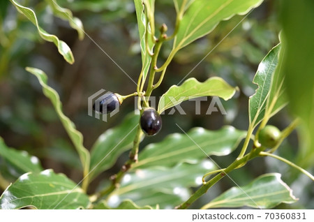 Cinnamomum fruit Cinnamomum fruit 70360831
