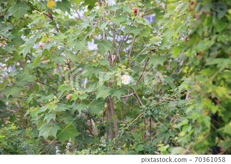 Flower of swiftfish Flower of swiftfish 70361058