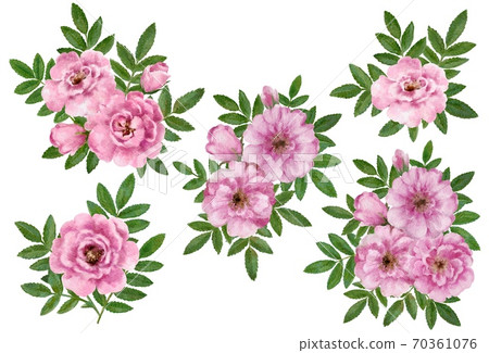Cute romantic vintage floral compositions of wild rose flowers. Watercolor hand drawn illustration. 70361076
