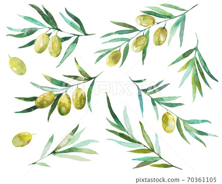 Set of watercolor elements of olive branches and leaves isolated on white background  70361105