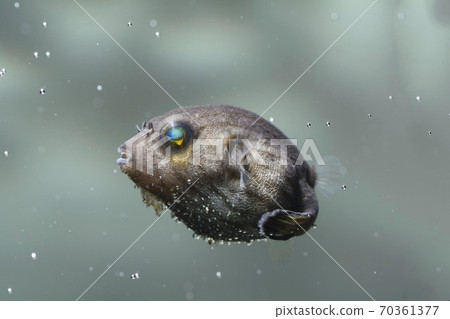 Fugu Suji Moyo Fugu Moyo Fugu 70361377