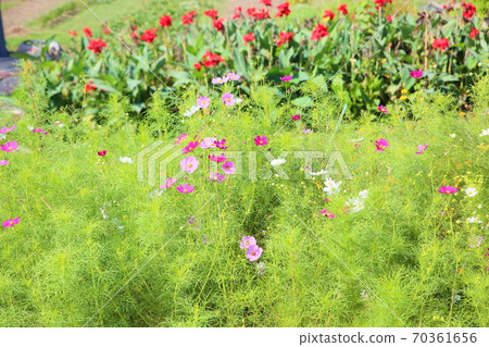 Cosmos flowers Cosmos flowers 70361656
