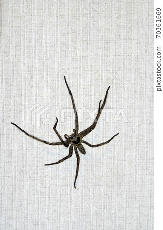 Huntsman spider at night waiting for food 70361669
