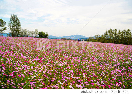 Anseong Farm Land, Gongdo-eup, Anseong-si, Gyeonggi-do, Korea Anseong Farm Land, Gongdo-eup, Anseong-si, Gyeonggi-do, Korea 70361704