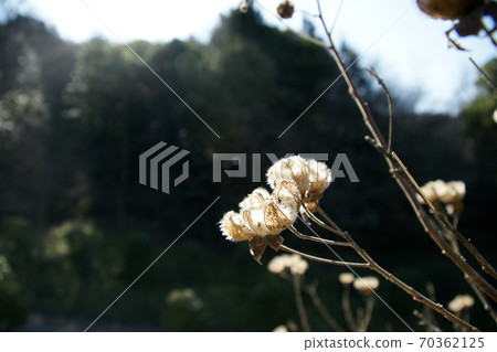 Tottori four seasons walk winter forest of encounters 70362125