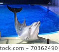 Dolphin greeting 70362490