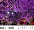 Cherry blossoms in the light 70362496