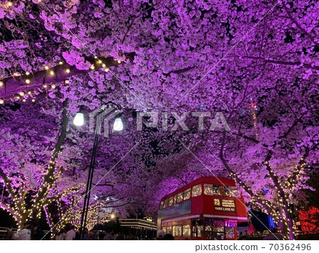 Cherry blossoms in the light 70362496