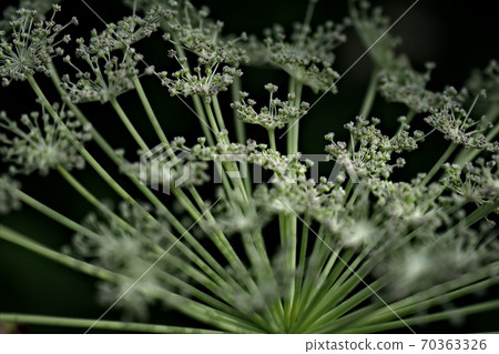 Irigasa Mountain 70363326