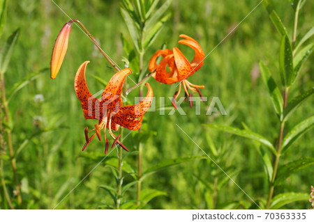 Irigasa Mountain Irigasa Mountain 70363335