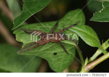 生物蜘蛛蝦chakomori蜘蛛，長約15毫米。實心深棕色中可見少許黑點 70363427