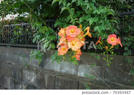 Chinese trumpet vine flowers blooming in September Chinese trumpet vine flowers blooming in September 70363487