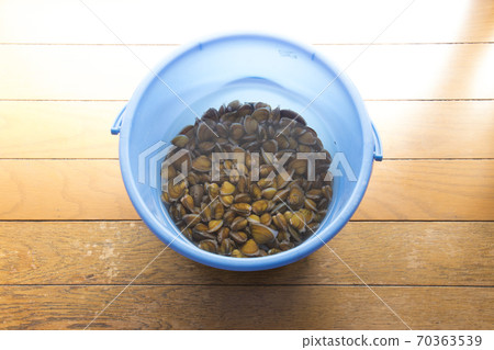 Taiwanese clam (Kanetsuke clam) 70363539