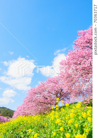 Kawazu cherry blossoms in Shimogamo, Minamiizu-cho 70363717