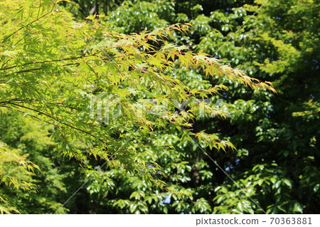 Blue maple 70363881