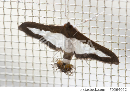 Urino Meiga Urino Meiga 70364032