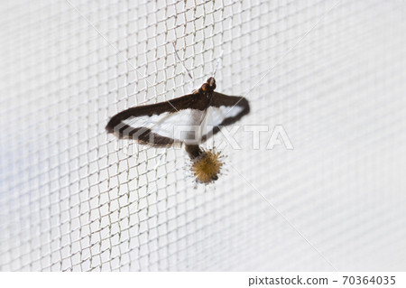 Urino Meiga 70364035