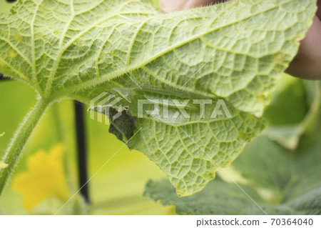 浦野美佳 70364040