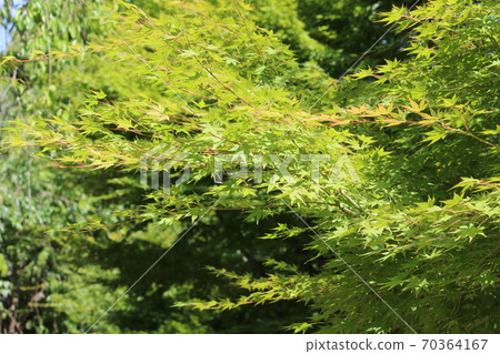 Blue maple Blue maple 70364167