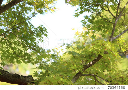 Blue maple 70364168