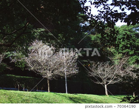 October cherry blossoms blooming in Seitanomori Park 70364190