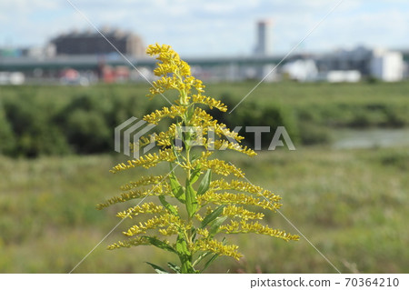 黃花 70364210