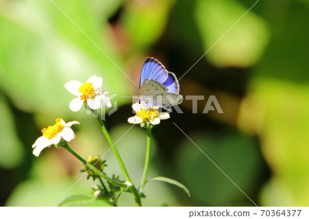 Ruri-colored Shijimicho Ruri-colored Shijimicho 70364377