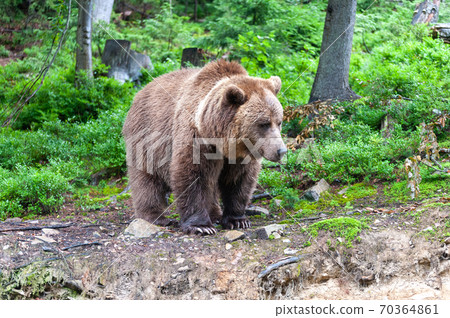 Brown bear (lat. ursus arctos) stainding in the forest Brown bear (lat. ursus arctos) stainding in the forest 70364861