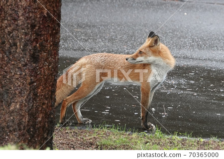 Sapporo Satozuka fox 70365000