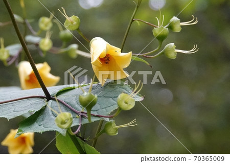 Kirengeshoma palmata in Takino Park 70365009