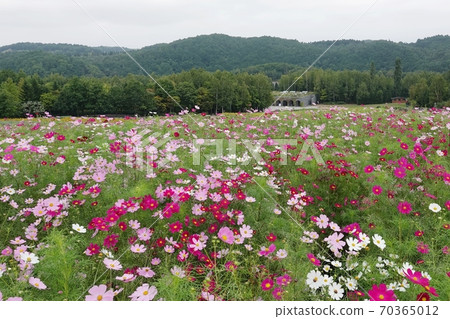 Cosmos Cosmos of Takino Suzuran Hillside Park 70365012