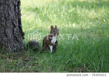 Satozuka's Ezoris 70365022