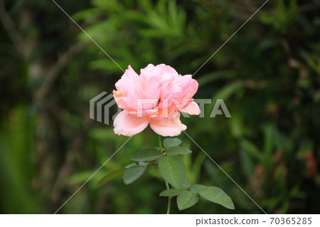 Pink rose variety: Hamamirai 70365285