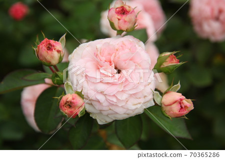 Maria Theresia surrounded by buds 70365286