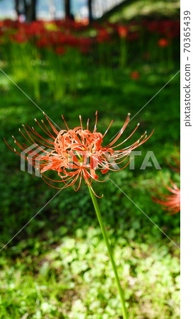 Cluster amaryllis Cluster amaryllis 70365439