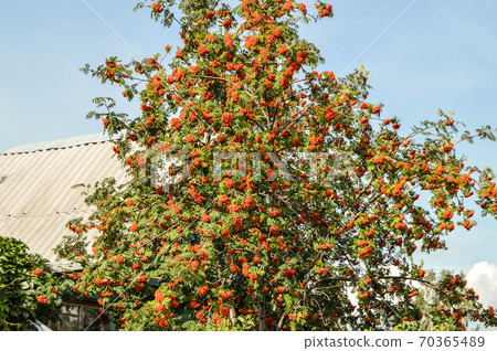 Beautiful autumn background with Rowan tree on blue sky background, open air 70365489