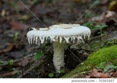 Amanita virgin (open and peel off) 70365887