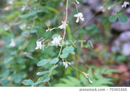 White flower flowers White flower flowers 70365888
