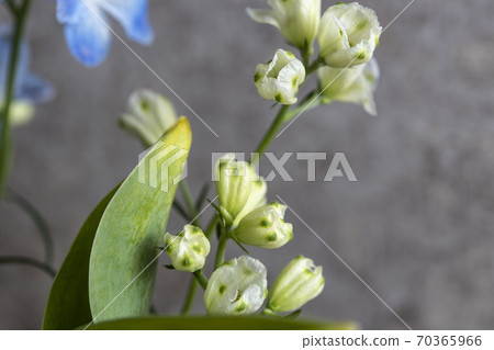 Lily of the valley in the flower basket 70365966