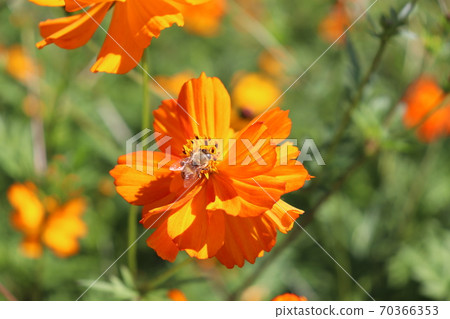 Kibana Cosmos and Bees Ikoma Plateau, Miyazaki Prefecture 70366353