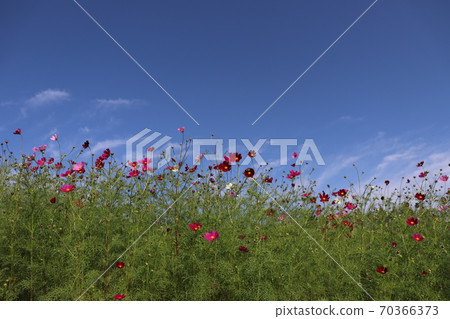 宮崎縣宇宙生駒高原 70366373