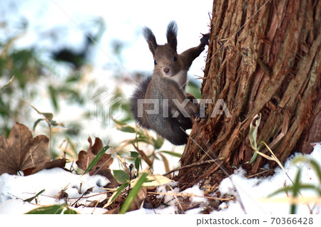 冬季伊佐里斯緊緊抓住一棵樹的根 70366428