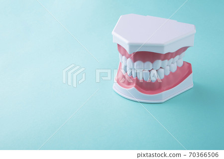 在綠色背景上的口腔模型 在綠色背景上的口腔模型 70366506