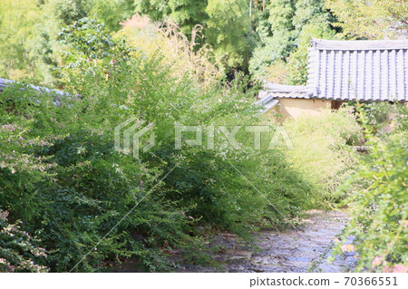 White flower flowers 70366551