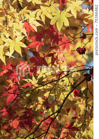 Maple background 70366862