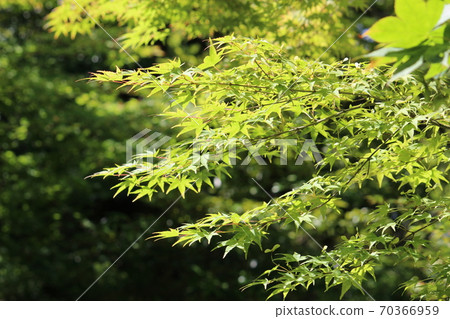 Blue maple 70366959