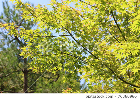 Blue maple 70366960